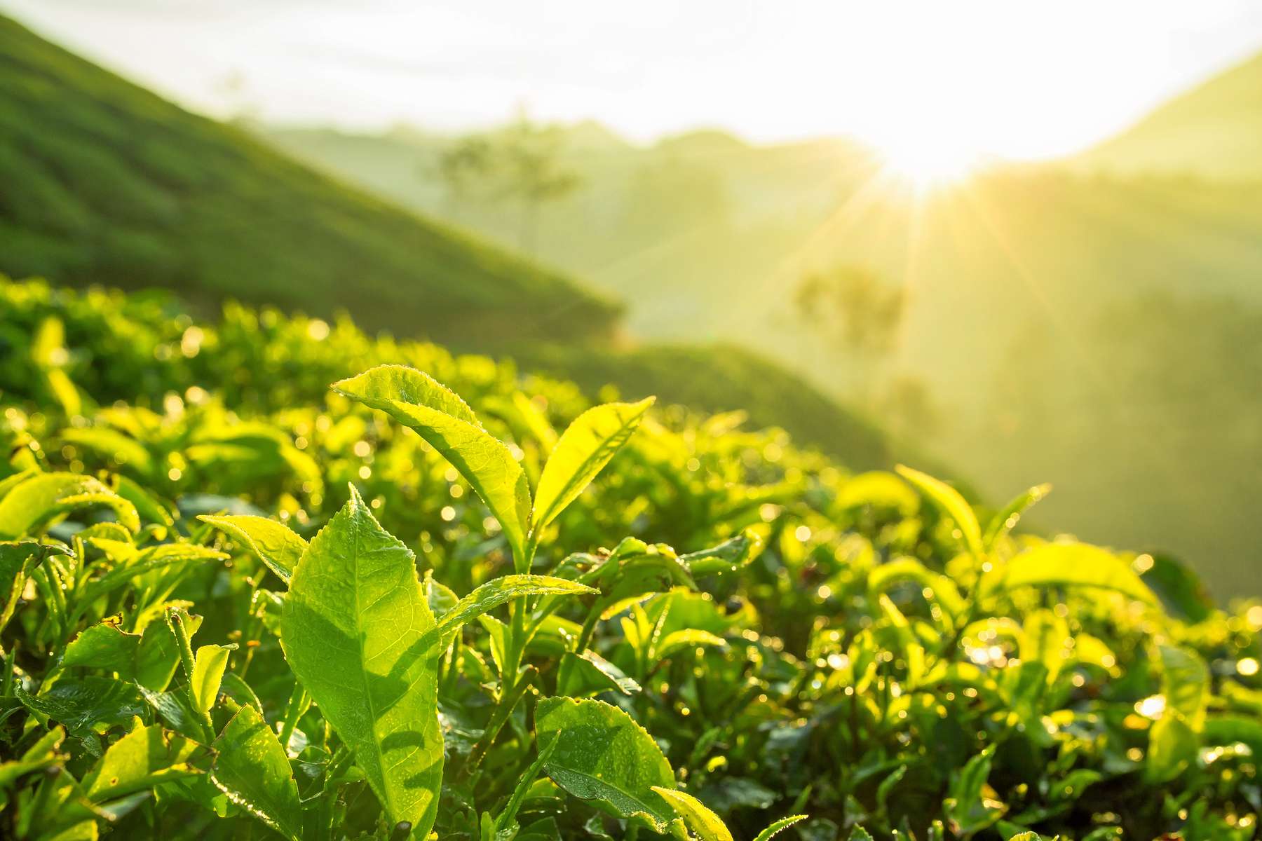 Cycling Amidst Tea Plantation, Munnar Image