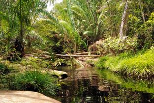 Szu68ug6k6kdk0ryvn695pdq2bzf 1579790361 tajor waterfall   natural pool   bako national park   sarawak   borneo   malaysia   panoramio