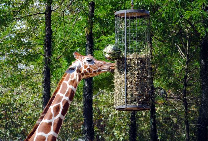 Spot Giraffe in it's natural habitat