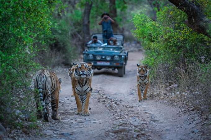 Ranthambore National Park Day Trip from Jaipur