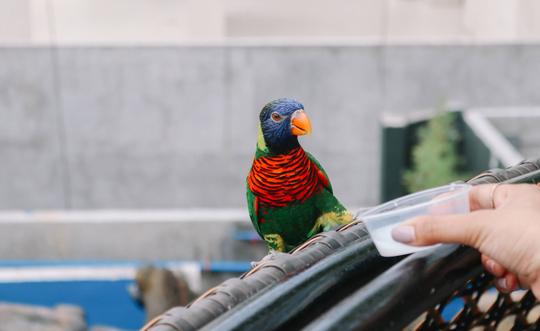 Cebu Ocean Park Tickets Image