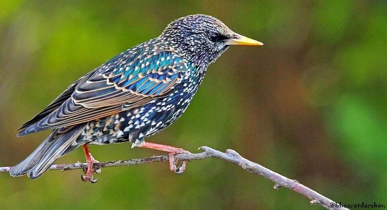 Kharmour Wildlife Sanctuary