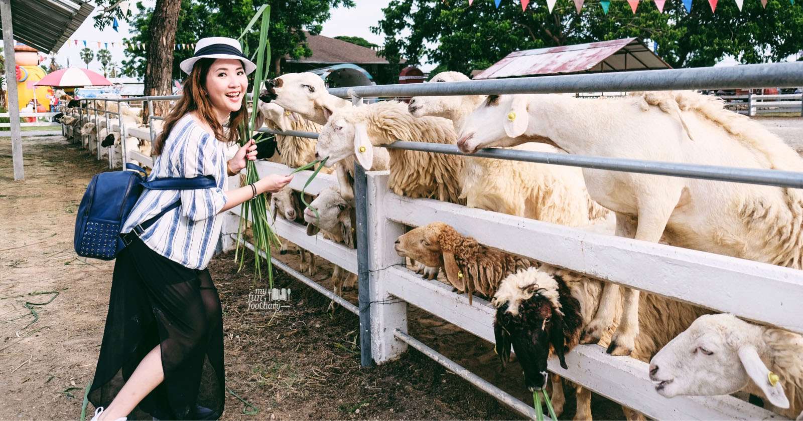 Swiss Sheep Farm Pattaya Tickets Image