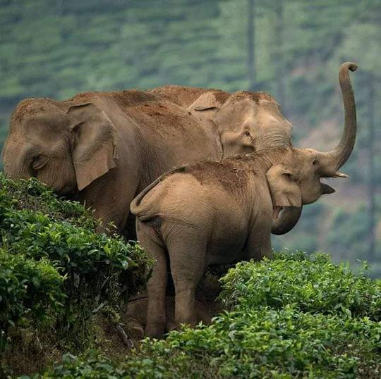 Masinagudi Jeep Safari Image