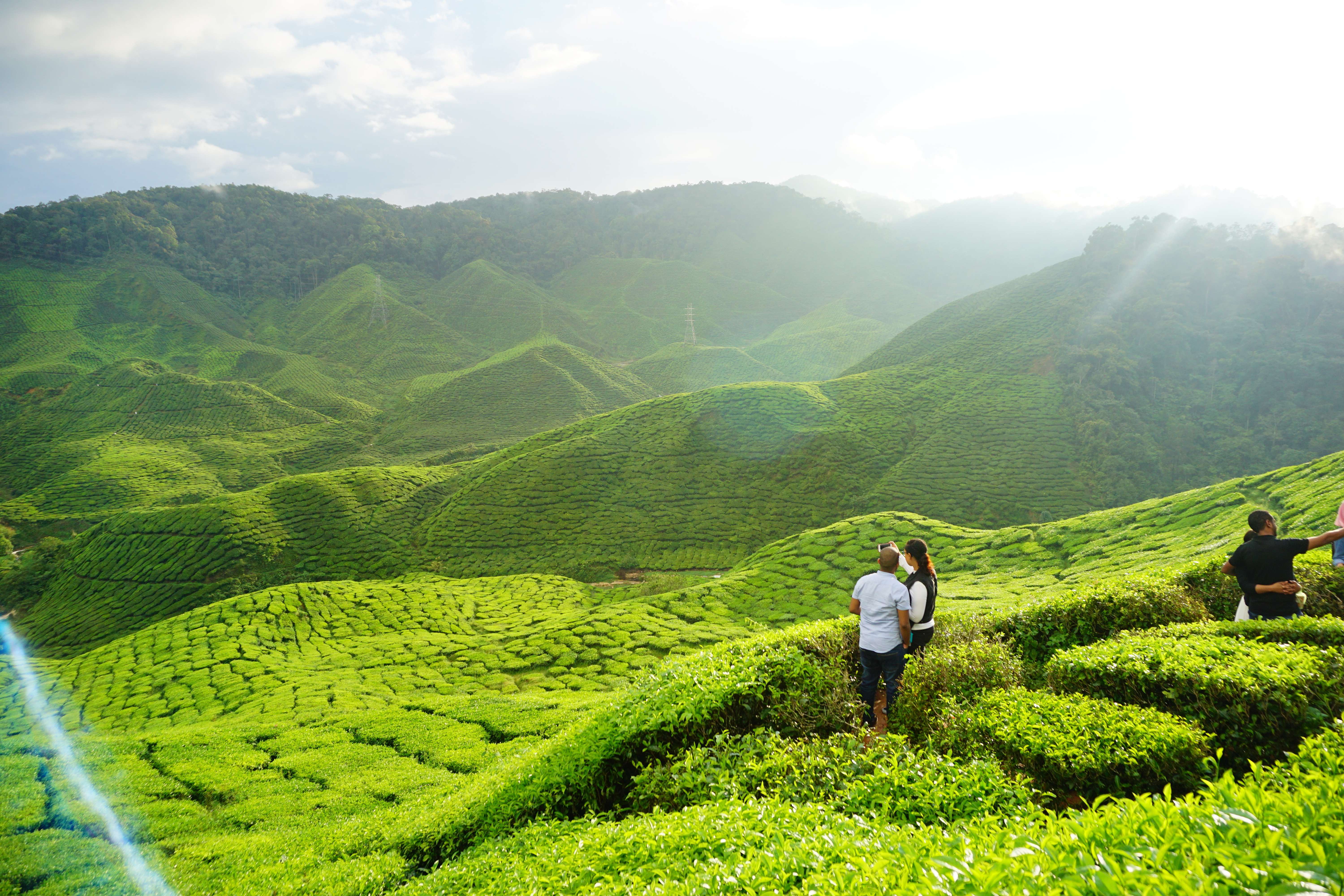 Cameron Bharat Tea Plantation