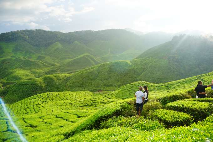 Cameron Bharat Tea Plantation