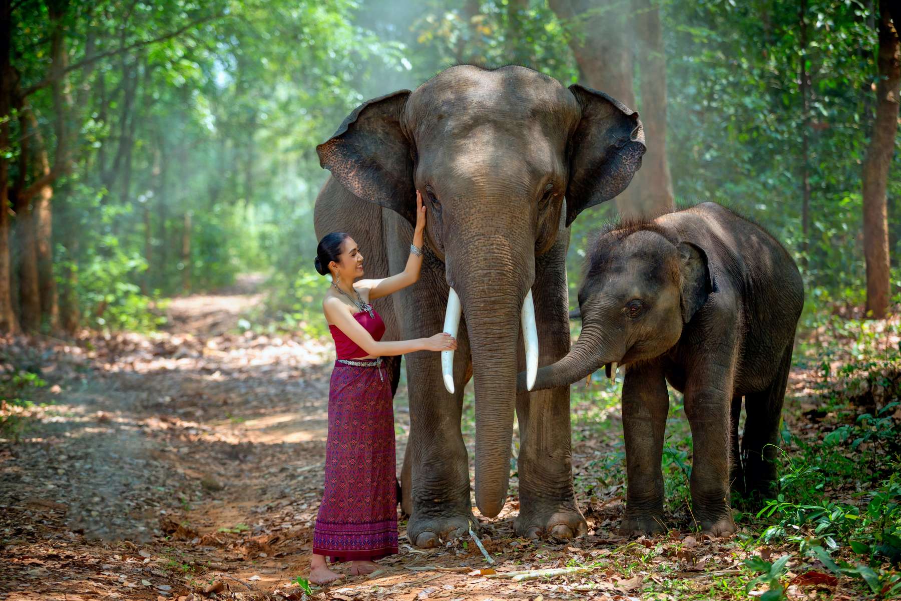 Elephant Safari Park Tickets Image