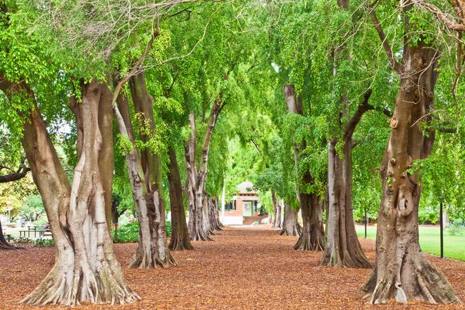 City Botanic Gardens