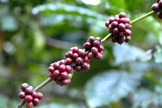 Riverside Camping In Coorg Image