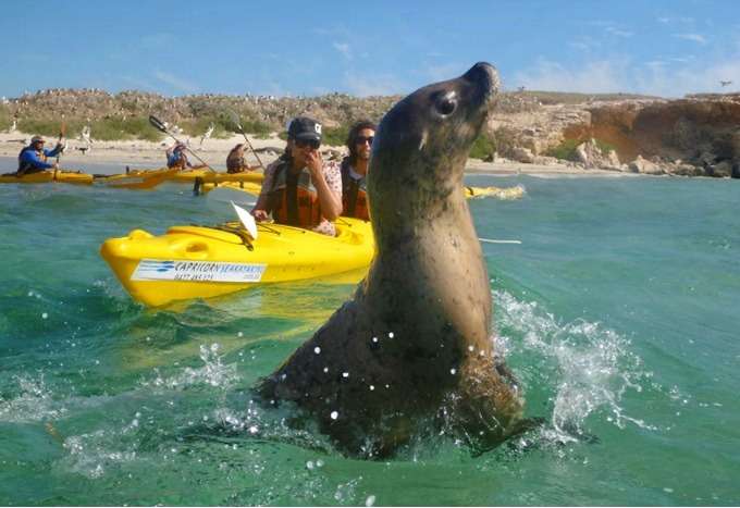 Penguin Island And Fremantle Town Tour In Australia Image