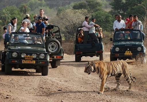 Jaipur to Ranthambore Tour Image