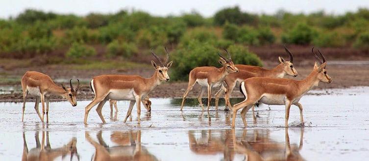 Shirvan National Park