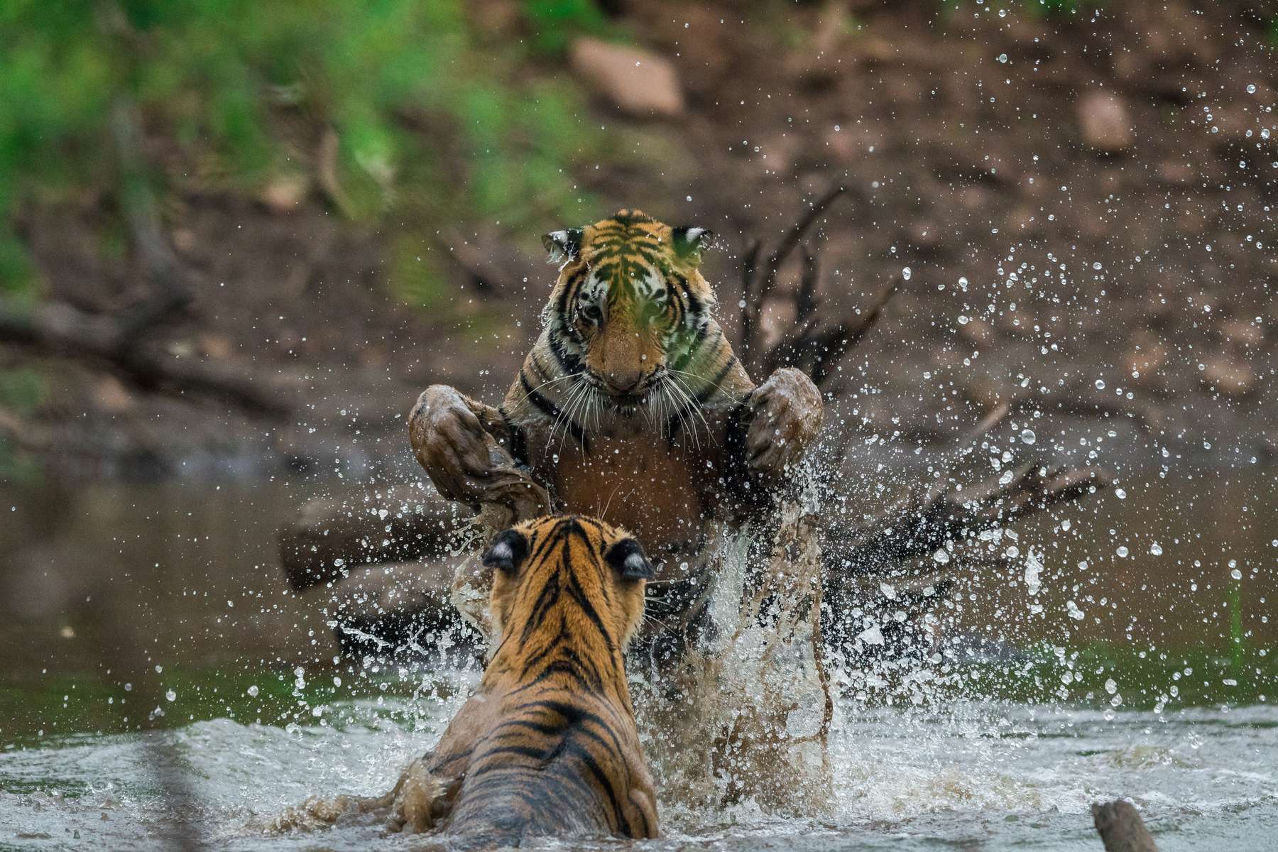 Ranthambore National Park Visit From Jaipur Image
