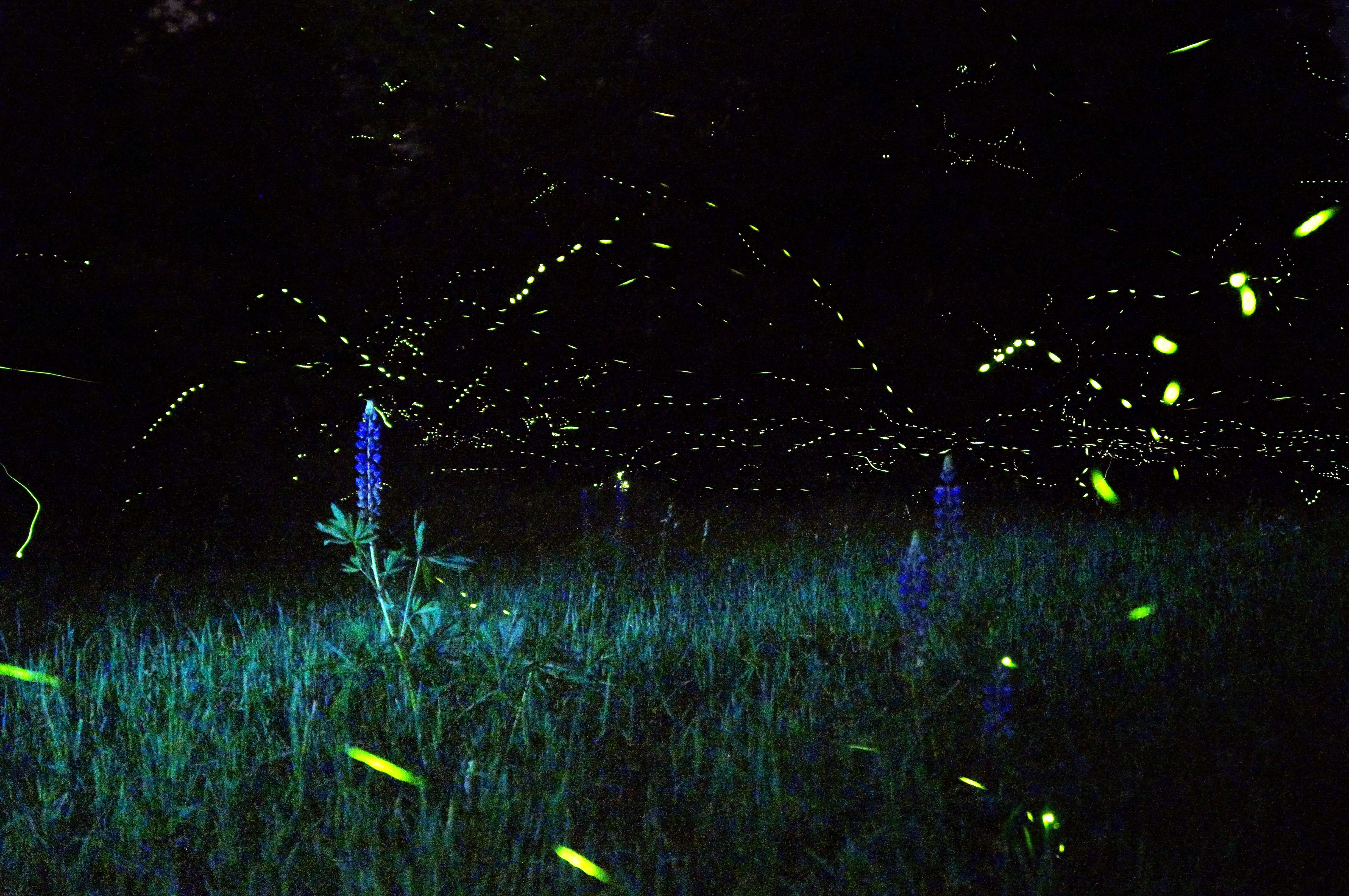 Rajmachi Fireflies Trek