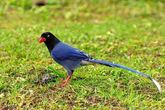 Bird Watching In Mudumalai Image