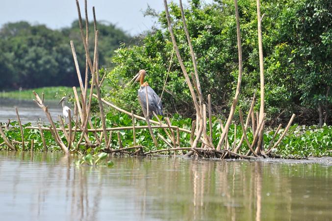 Prek Toal Bird Sanctuary, Siem Reap