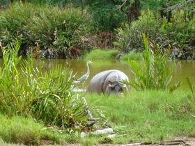 Tu783b7ilhvh5s52c9waofmz1kb0 1481609196 white hippopotamus