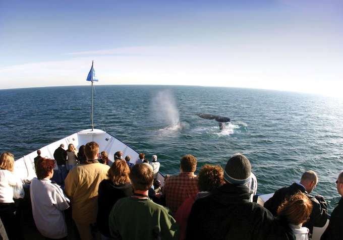See the beautiful whales in waters of San Diego
