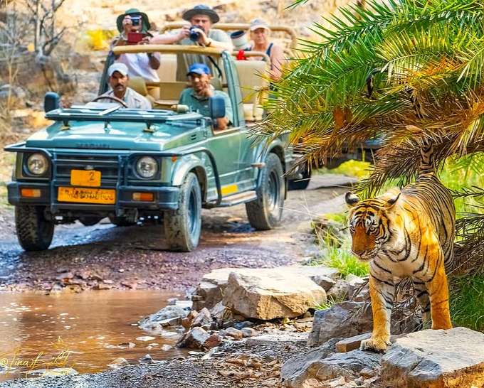 Enjoy a jeep safari experience at Ranthambore National Park