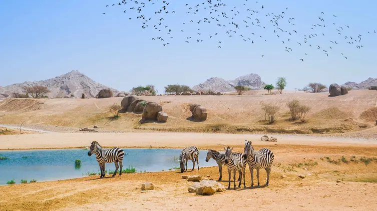 Sir Bani Yas Wildlife Park