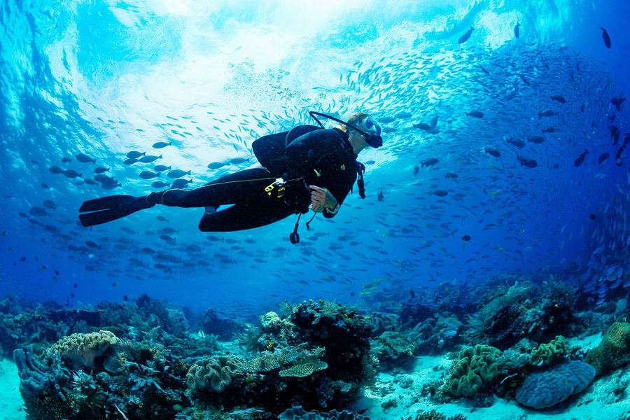 Indulge in exploring the underwater life