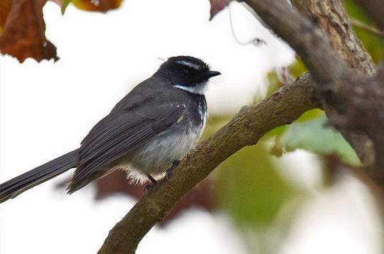 Koyna Wildlife Sanctuary Image