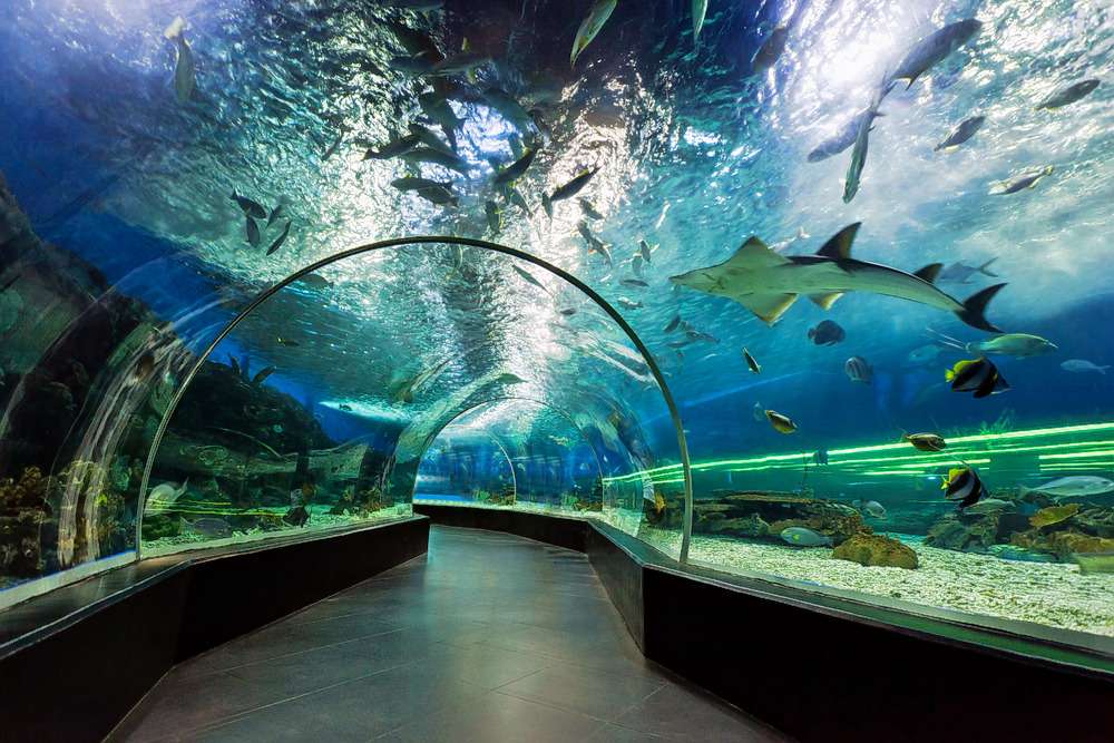 Dubai Aquarium & Underwater Zoo Tickets Image
