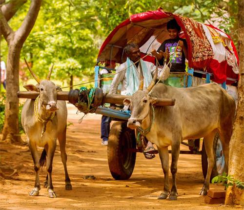 Jain Farms Village Theme Resort