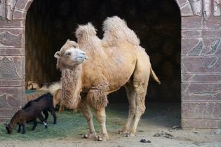 Ue16ptho3jank675ic1p0yc2fa03 taif zoo camel