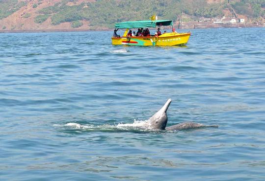 Palolem Beach Dolphin Trip Image