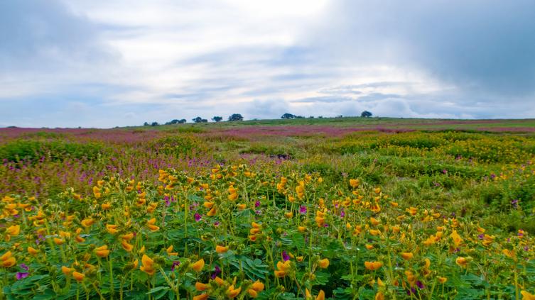 Kaas Plateau