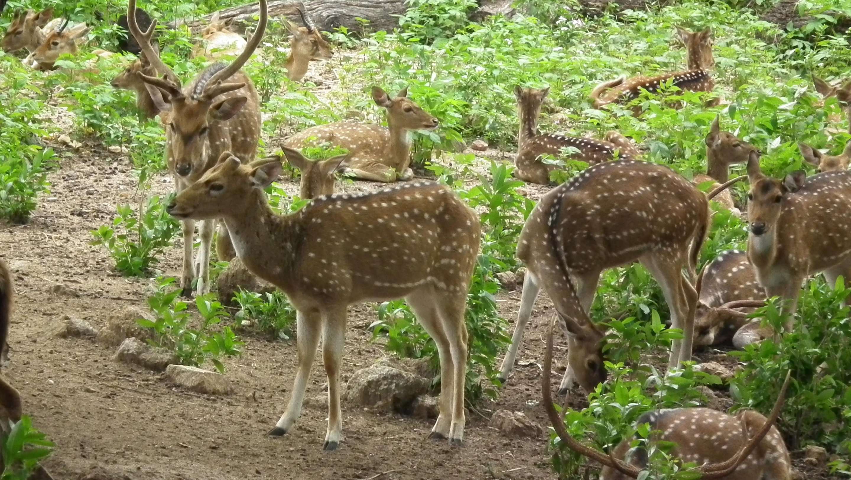Nehru Zoological Park Overview