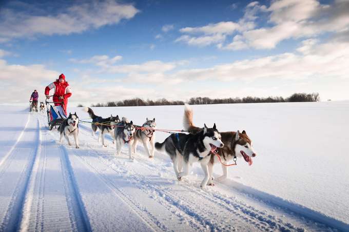 Tromso Dog Sledding