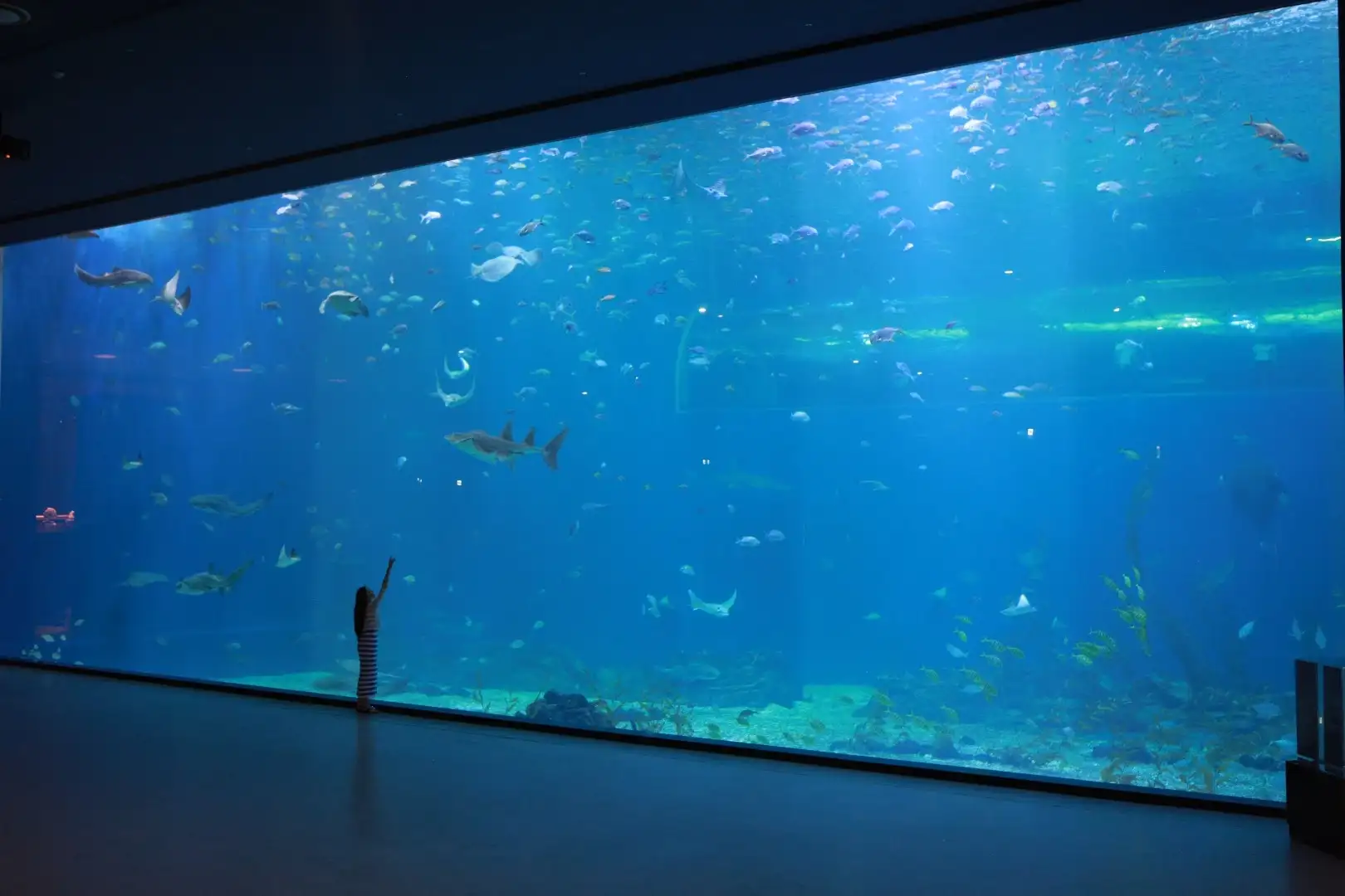 Visit the famous Aqua Planet in Jeju, South Korea