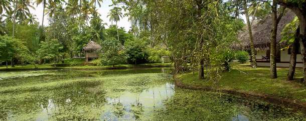 Marari Beach Resort - CGH Earth, Mararikulam | Luxury Staycation Deal