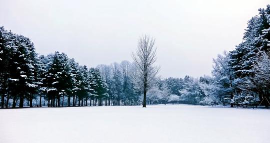 Nami Island Zipwire Tour Image