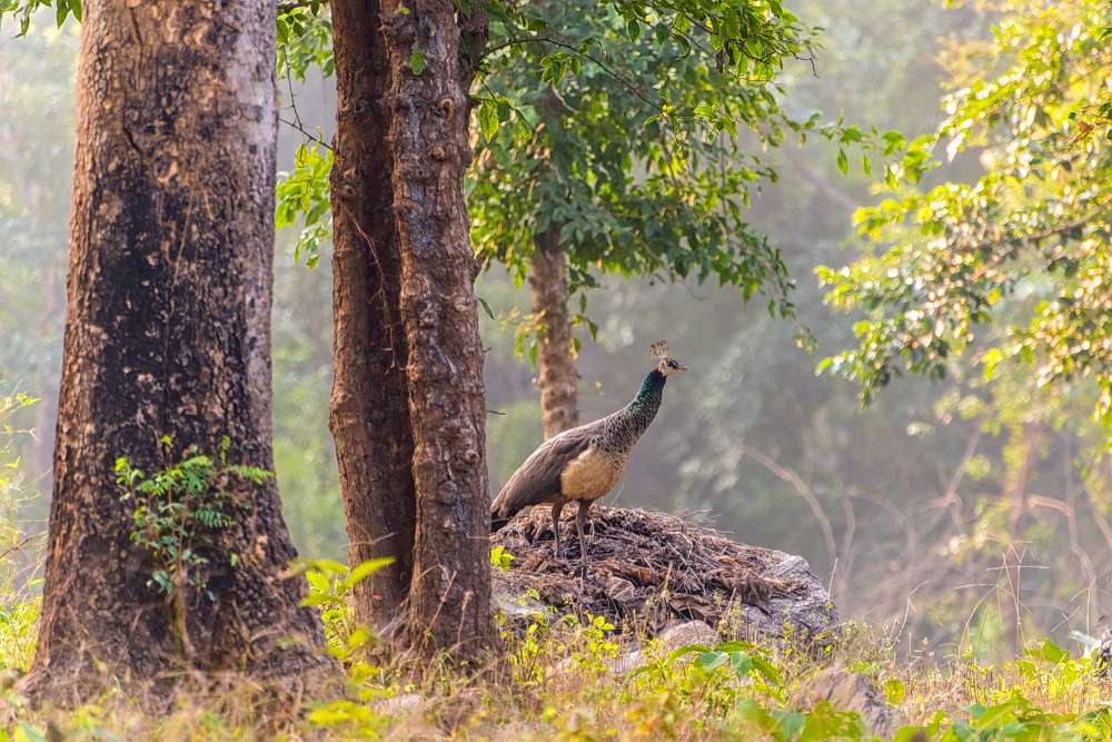 Netarhat Tour  Image