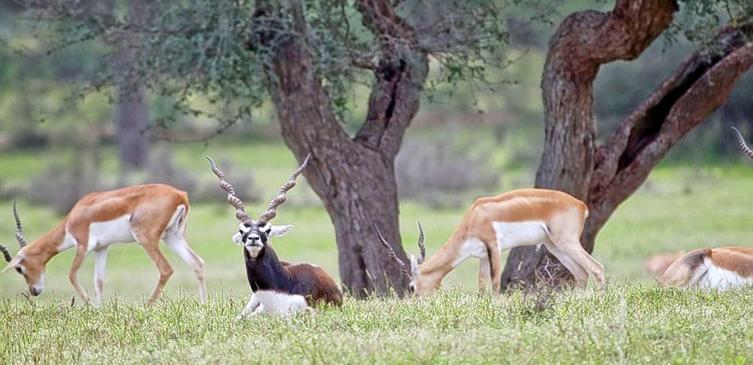 Rehekuri Blackbuck Sanctuary 