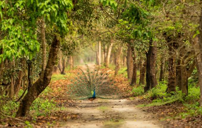 Peacoack at Jim Corbett National Park