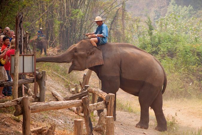 Chai Lai Orchid Elephant Camp