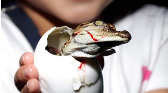 Sriracha Tiger Zoo Pattaya Tickets Image