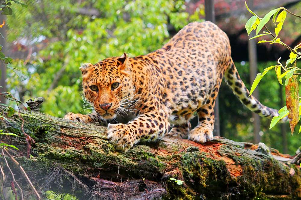 North Bengal Tour Image