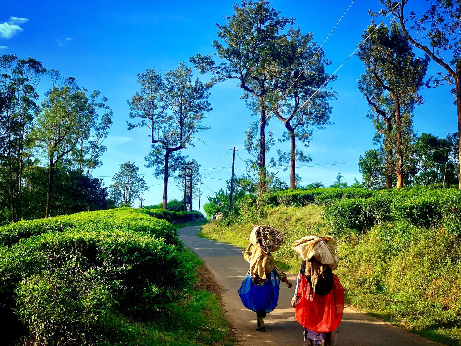 Wayanad Tour Package From Bangalore Image