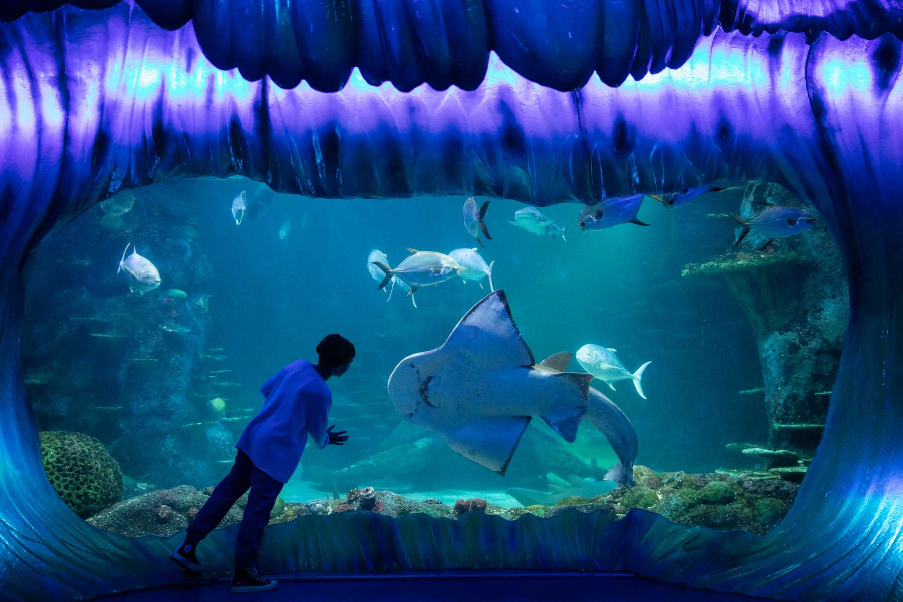 SEA LIFE Sydney Aquarium Tickets Image