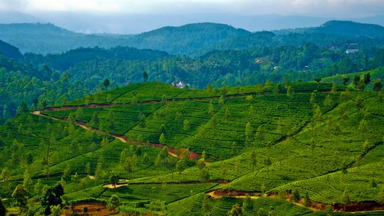 Tea Plantation Walk In Chikamagalur Image