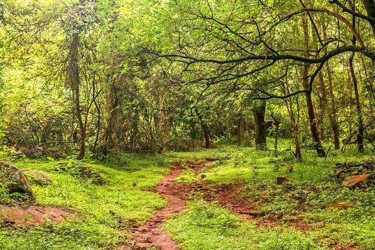 Scenic Trek To Canopy Hill Image