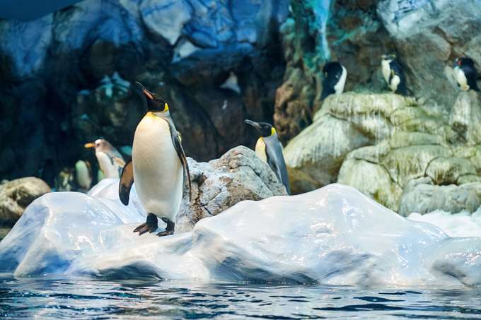 Explore the inhabitants of the Penguin Island in the aquarium zone