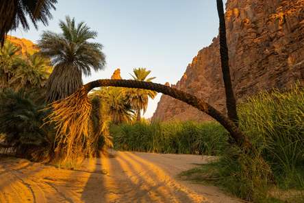 Scenic view in the 'Valley of Palms' stretching over 15km 