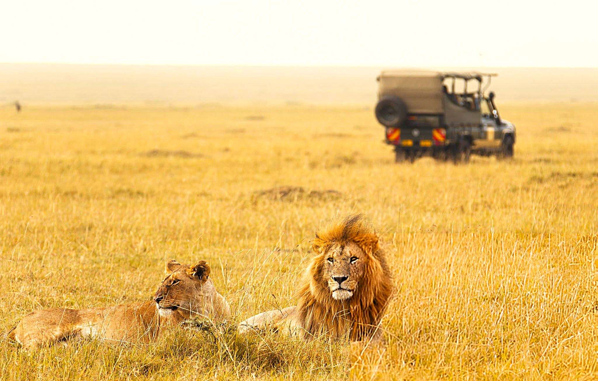 Lions spotted at Maasai Mara National Reserve