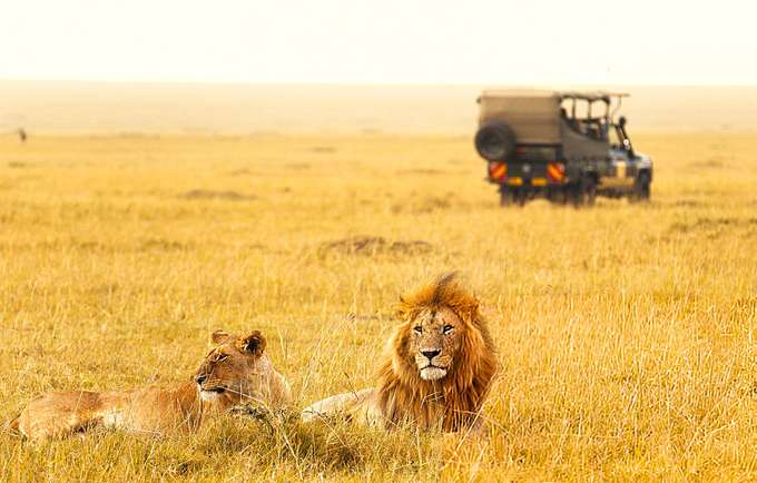 Lions spotted at Maasai Mara National Reserve